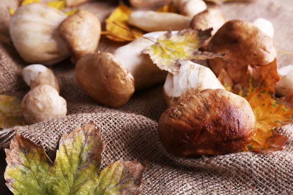 Wild mushrooms and autumn leaves — Stock Photo, Image