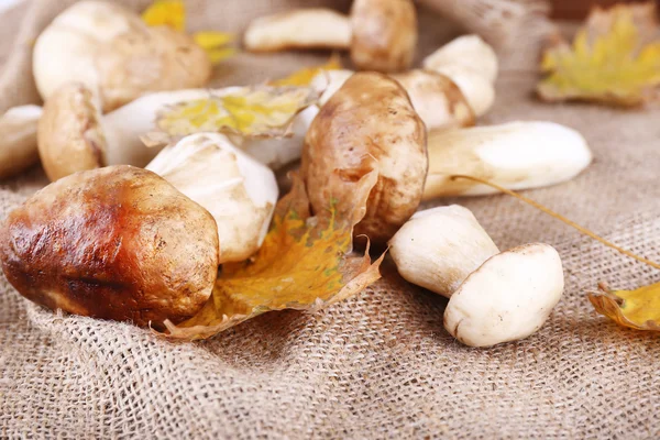 Wild mushrooms and autumn leaves — Stock Photo, Image