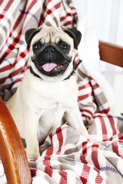 Açık renkli Noel ağacına yakın sallanan sandalyede komik, sevimli ve oynak pug köpek