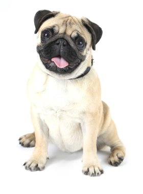 Komik, şirin ve oynak pug köpek üzerinde beyaz izole