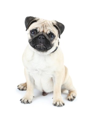 Komik, şirin ve oynak pug köpek üzerinde beyaz izole