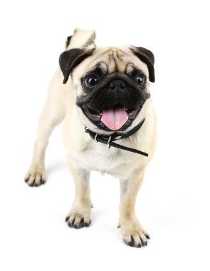 Komik, şirin ve oynak pug köpek üzerinde beyaz izole