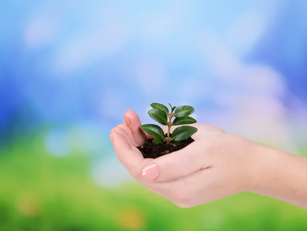 Plant in hands on light blue background — Stock Photo, Image
