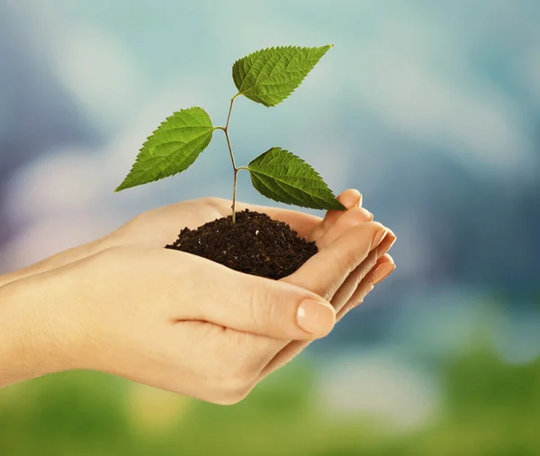 Plant in hands on light blue background — Stock Photo, Image