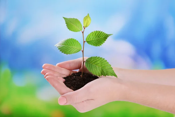 Planta em mãos no fundo azul claro — Fotografia de Stock