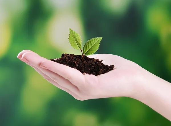 Plant in hand — Stock Photo, Image