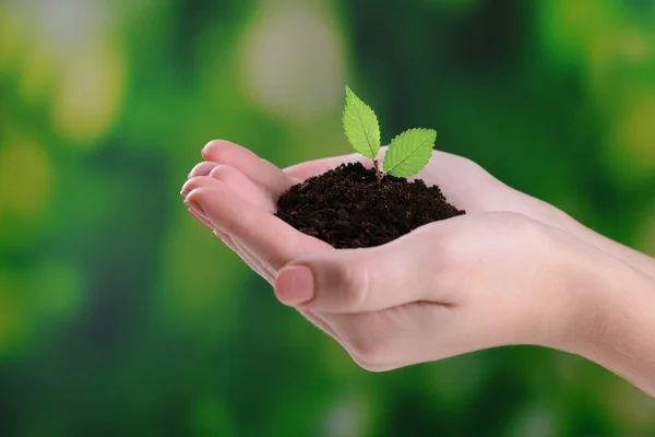 Planta en las manos — Foto de Stock