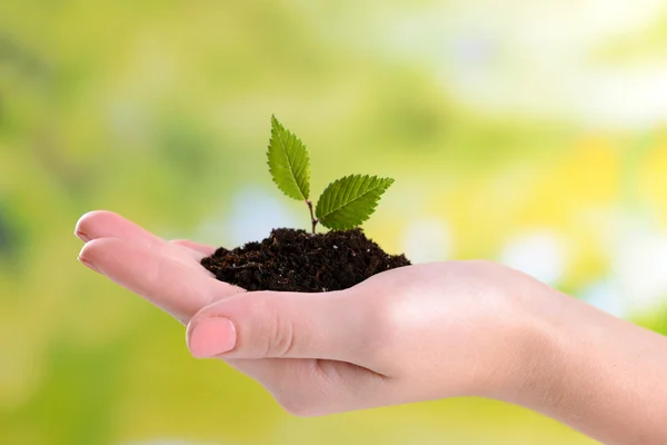 Plant in de hand — Stockfoto