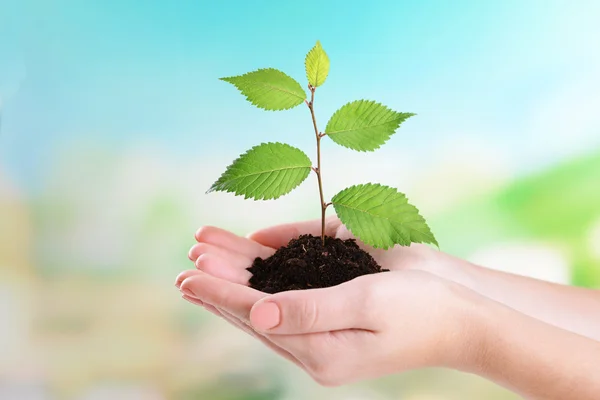 Planta em mãos — Fotografia de Stock