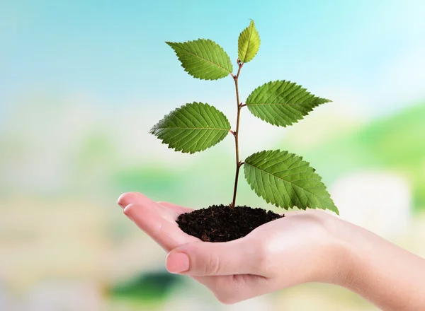 Plant in hand on light blue background — Stock Photo, Image