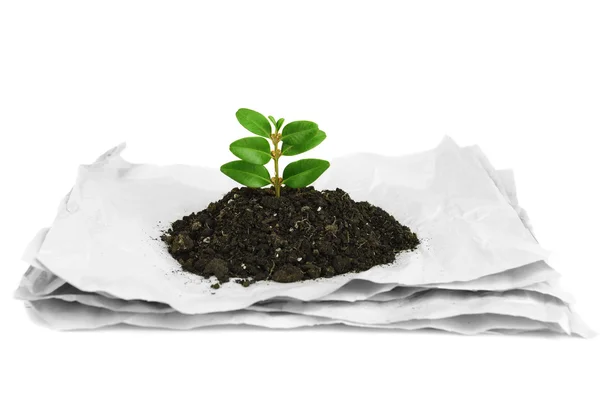 Plant growing from paper isolated on white — Stock Photo, Image