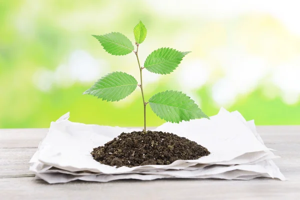 Plant groeit van papier op tafel op lichte achtergrond — Stockfoto