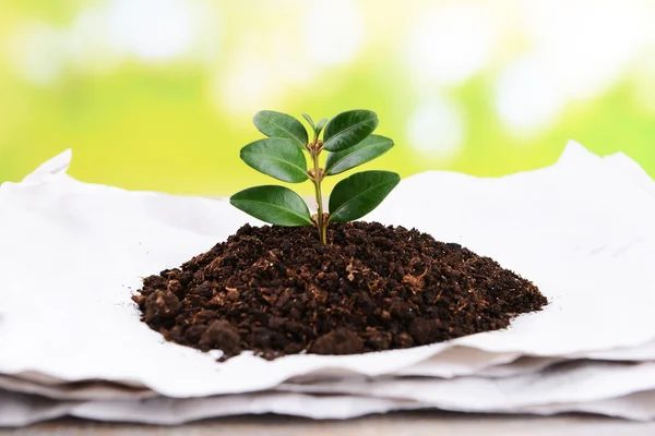 Plant growing from paper on table on bright background — Stock Photo, Image