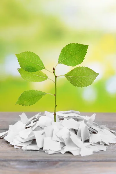 Planta que crece del papel sobre la mesa sobre fondo brillante —  Fotos de Stock