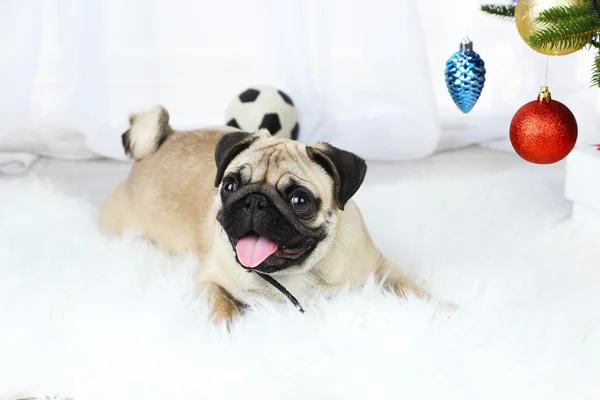 Vtipný, roztomilý a hravý Mops pes na bílém koberci na světlé pozadí — Stock fotografie