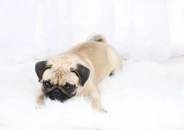 Divertido, lindo y juguetón perro pug en alfombra blanca sobre fondo claro —  Fotos de Stock