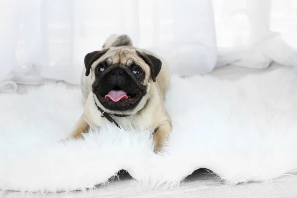 Komik, şirin ve oynak pug köpek ışık arka plan üzerinde beyaz halı üzerinde — Stok fotoğraf