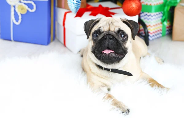 Rolig, söt och lekfull mops hunden på vita mattan nära julgran — Stockfoto