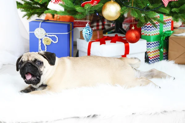 Funny, cute and playful pug dog on white carpet near Christmas tree — Stock Photo, Image