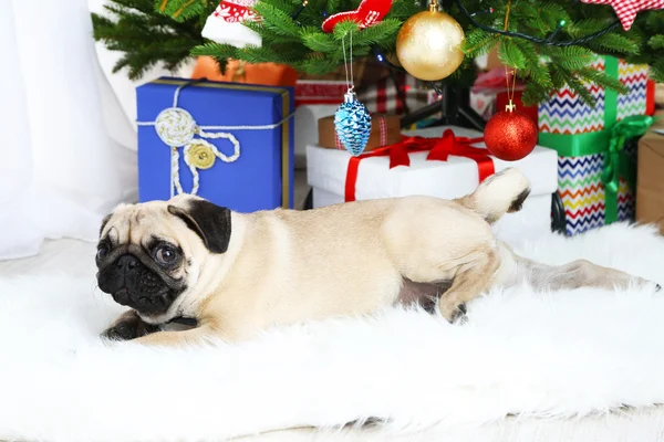 Rolig, söt och lekfull mops hunden på vita mattan nära julgran — Stockfoto