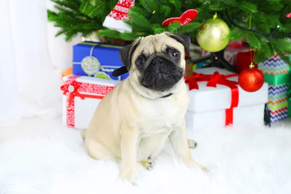 Komik, şirin ve oynak pug köpek Noel ağacı yakınındaki beyaz halı üzerinde — Stok fotoğraf