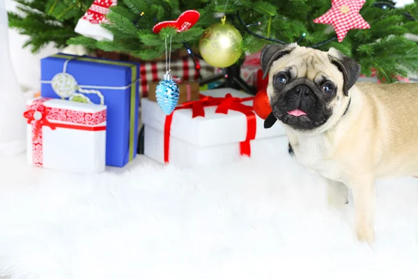 Забавный, милый и игривый мопс на белом ковре возле рождественской елки — стоковое фото