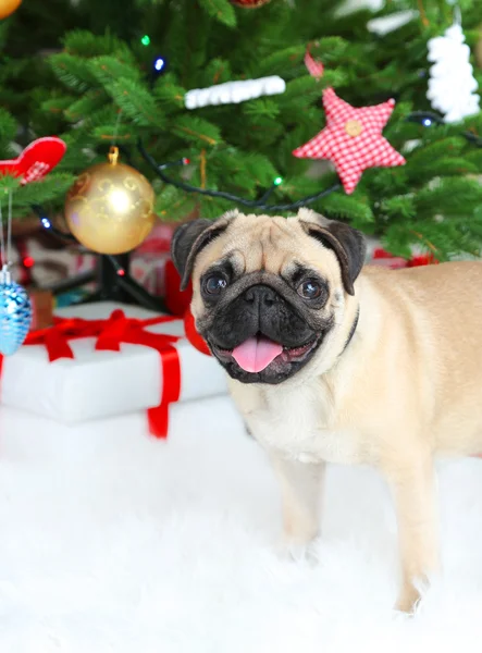 Funny, cute and playful pug dog on white carpet near Christmas tree — Stock Photo, Image