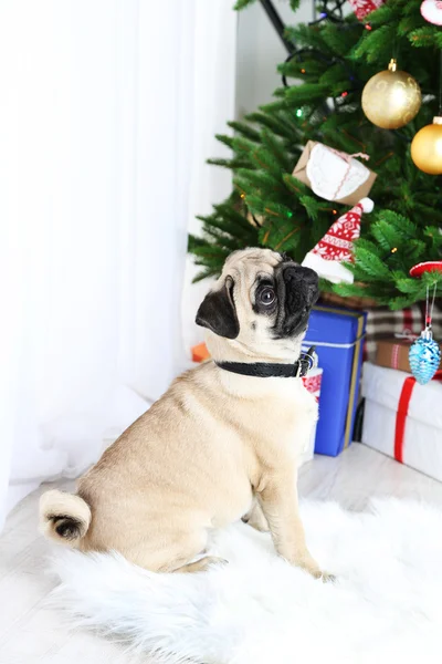 Забавный, милый и игривый мопс на белом ковре возле рождественской елки — стоковое фото
