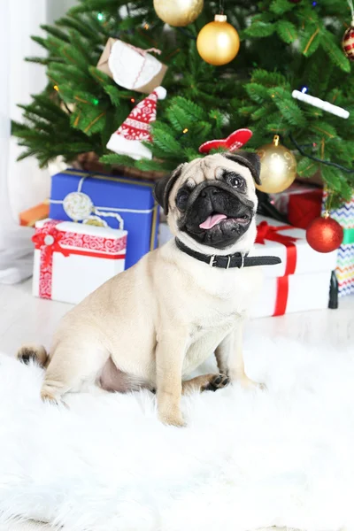 Komik, şirin ve oynak pug köpek Noel ağacı yakınındaki beyaz halı üzerinde — Stok fotoğraf