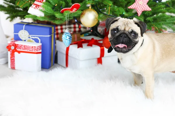 Sjov, sød og legende pug hund på hvidt tæppe nær juletræ - Stock-foto