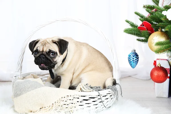 Funny, cute and playful pug dog on white carpet near Christmas tree on light background — Stock Photo, Image