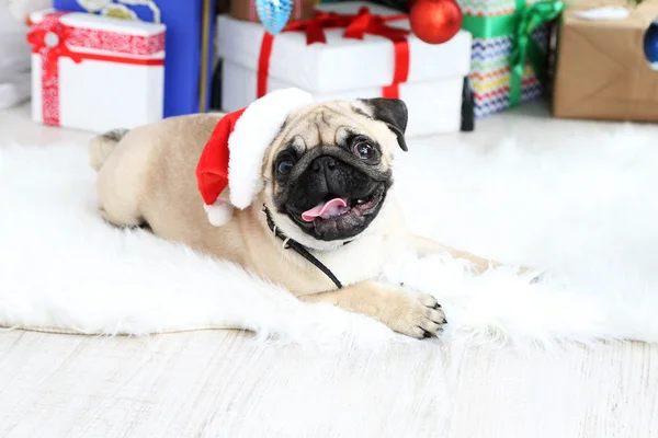 Vicces, aranyos és játékos mopszli kutya-ra könnyű háttér fehér szőnyeg — Stock Fotó