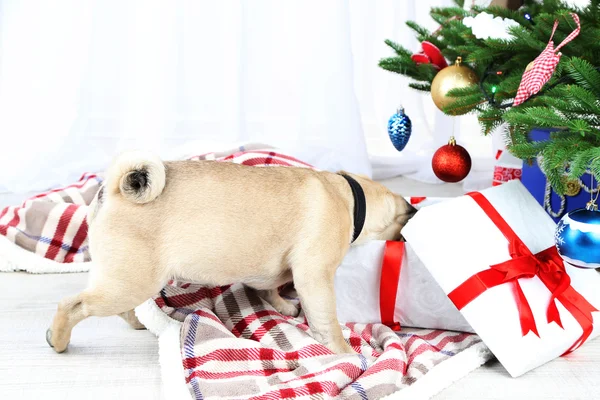 Chien de carlin drôle, mignon et ludique sur tapis blanc près de l'arbre de Noël — Photo