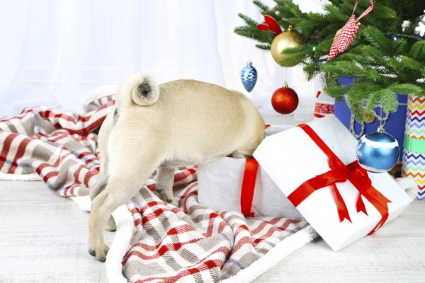 Rolig, söt och lekfull mops hunden på vita mattan nära julgran — Stockfoto