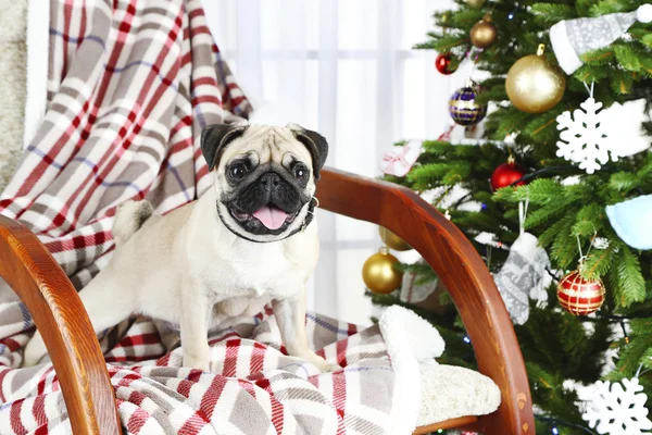 Cane carlino divertente, carino e giocoso sulla sedia a dondolo vicino all'albero di Natale su sfondo chiaro — Foto Stock
