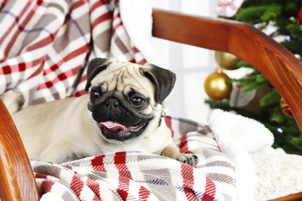 Rolig, söt och lekfull mops hunden på gungstol nära julgran på ljus bakgrund — Stockfoto