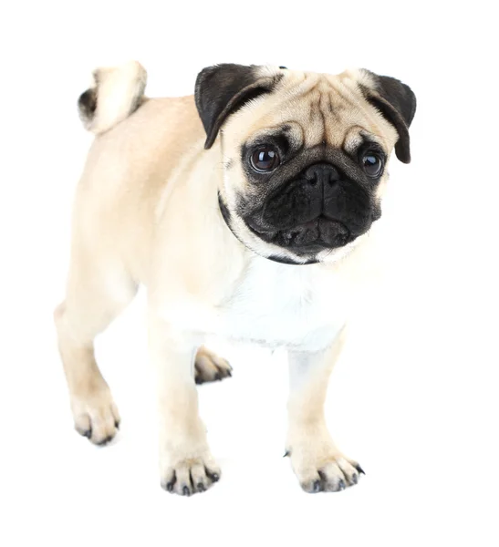 Divertido, lindo y juguetón perro pug aislado en blanco — Foto de Stock