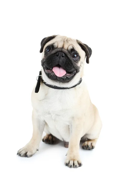 Funny, cute and playful pug dog isolated on white — Stock Photo, Image