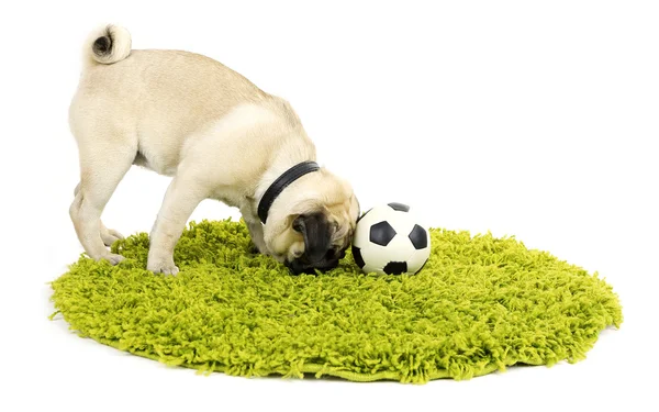 Funny, cute and playful pug dog with ball on green carpet isolated on white — Stock Photo, Image