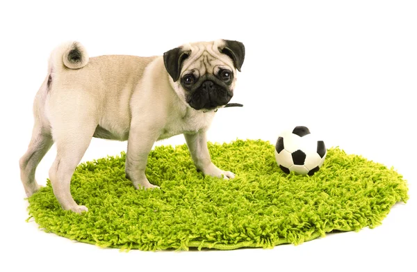 Funny, cute and playful pug dog with ball on green carpet isolated on white — Stock Photo, Image