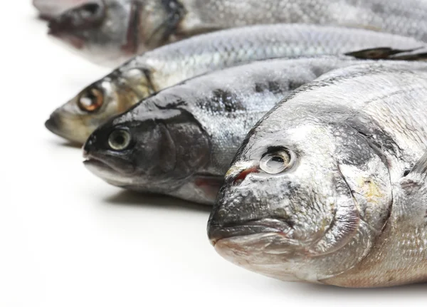 Pescado fresco aislado sobre blanco —  Fotos de Stock