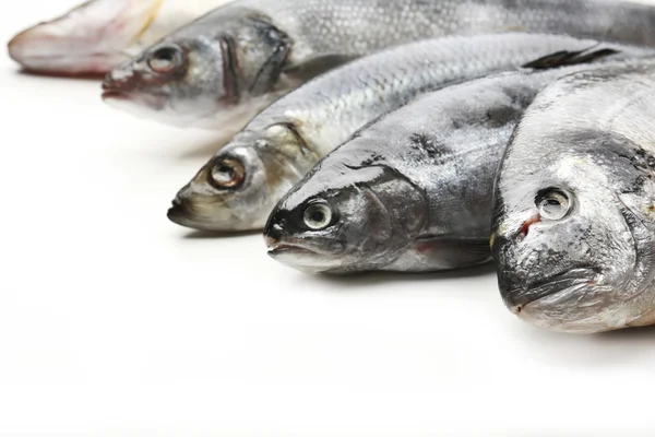 Pesce fresco isolato su bianco — Foto Stock