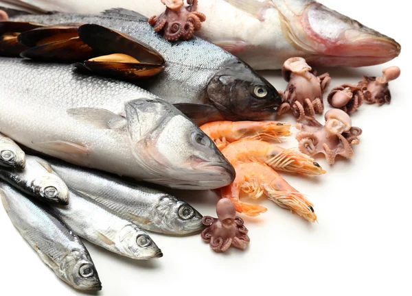 Fresh catch of fish — Stock Photo, Image