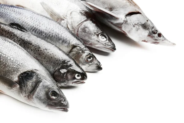 Poisson frais isolé sur blanc — Photo