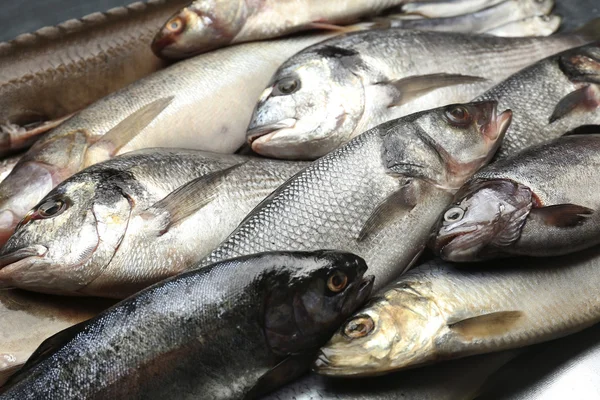 Fresh catch of fish — Stok fotoğraf