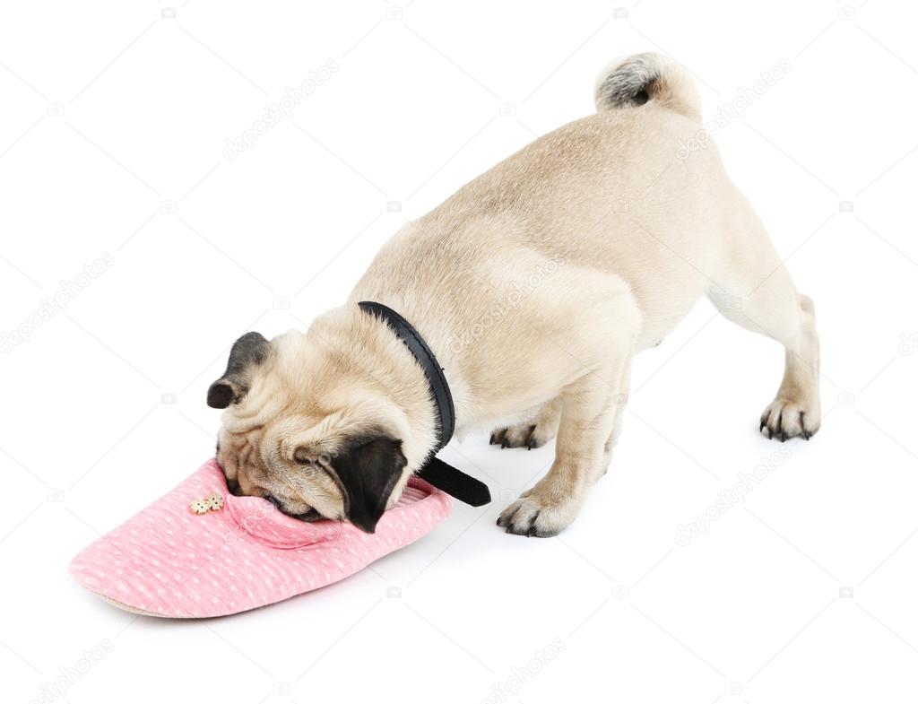 面白い キュートで遊び心のあるパグ犬スリッパ白で隔離 ストック写真 C Belchonock 面白い キュートで遊び心のあるパグ犬スリッパ白で隔離 ストック写真 C Belchonock