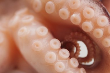 Ahtapot yaban enayiler (makro yakın çekim)