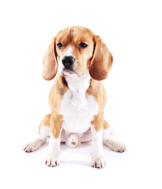 Av köpeği beyazı izole etmiş.