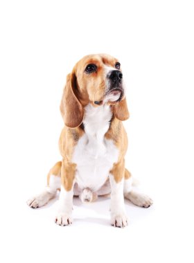 Av köpeği beyazı izole etmiş.