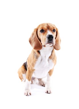 Av köpeği beyazı izole etmiş.